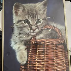 Cat Frames