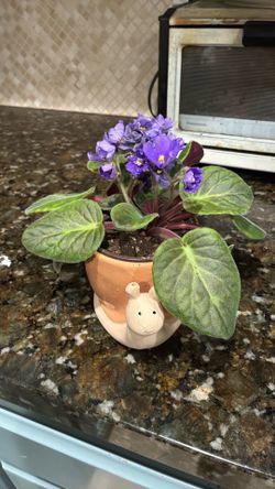 Snail pot with blue flower plant