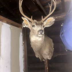 Deer Trophy Mount