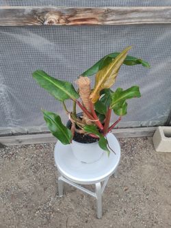 Philodendron painted lady Plant 8" Nursery Pot