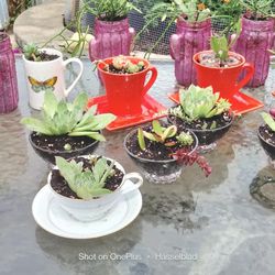Succulent House Teacup, Crystal Bowl And Pink Cactus Jar.