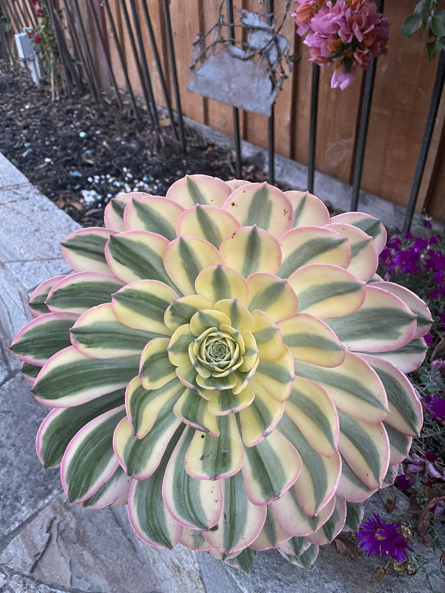 Aeonium Sunburst Succulent (Read Description)