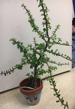 Nice Lucky jade plant 🌱