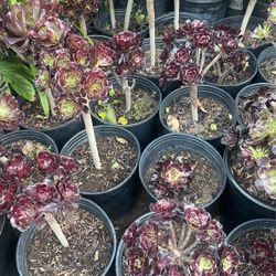 Suculentas Plants $14