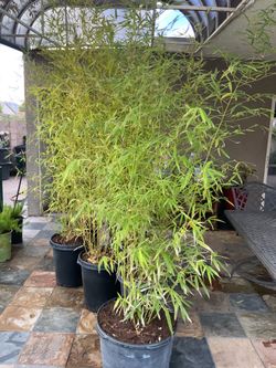 Bamboo