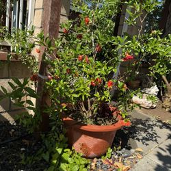 Pomegranate Flowering 