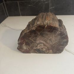 Petrified Wood Specimen