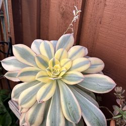 Healthy and Beautiful succulents In a clay oval pot ..$25.00 firm