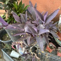 Planta