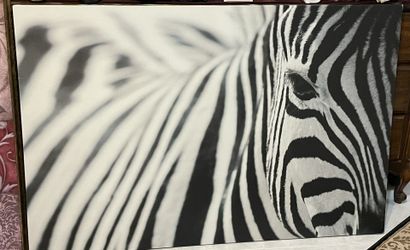 Zebra Picture