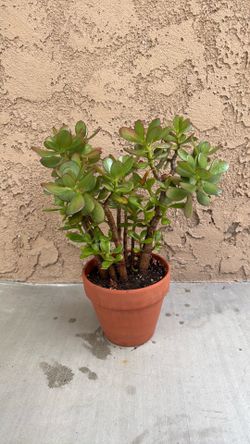 Jade plant