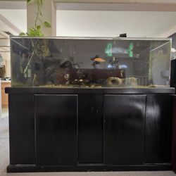 Fish Tank 85gal, Stand, 3x Canister Filter