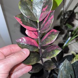 Variegated Raven ZZ