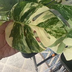 Monstera Albo Cuttings