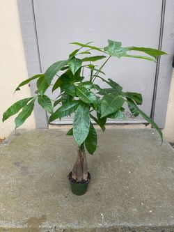 Pachira Braided Money Tree House Plant 4” Pot