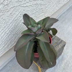 Kalanchoe Live Plant 