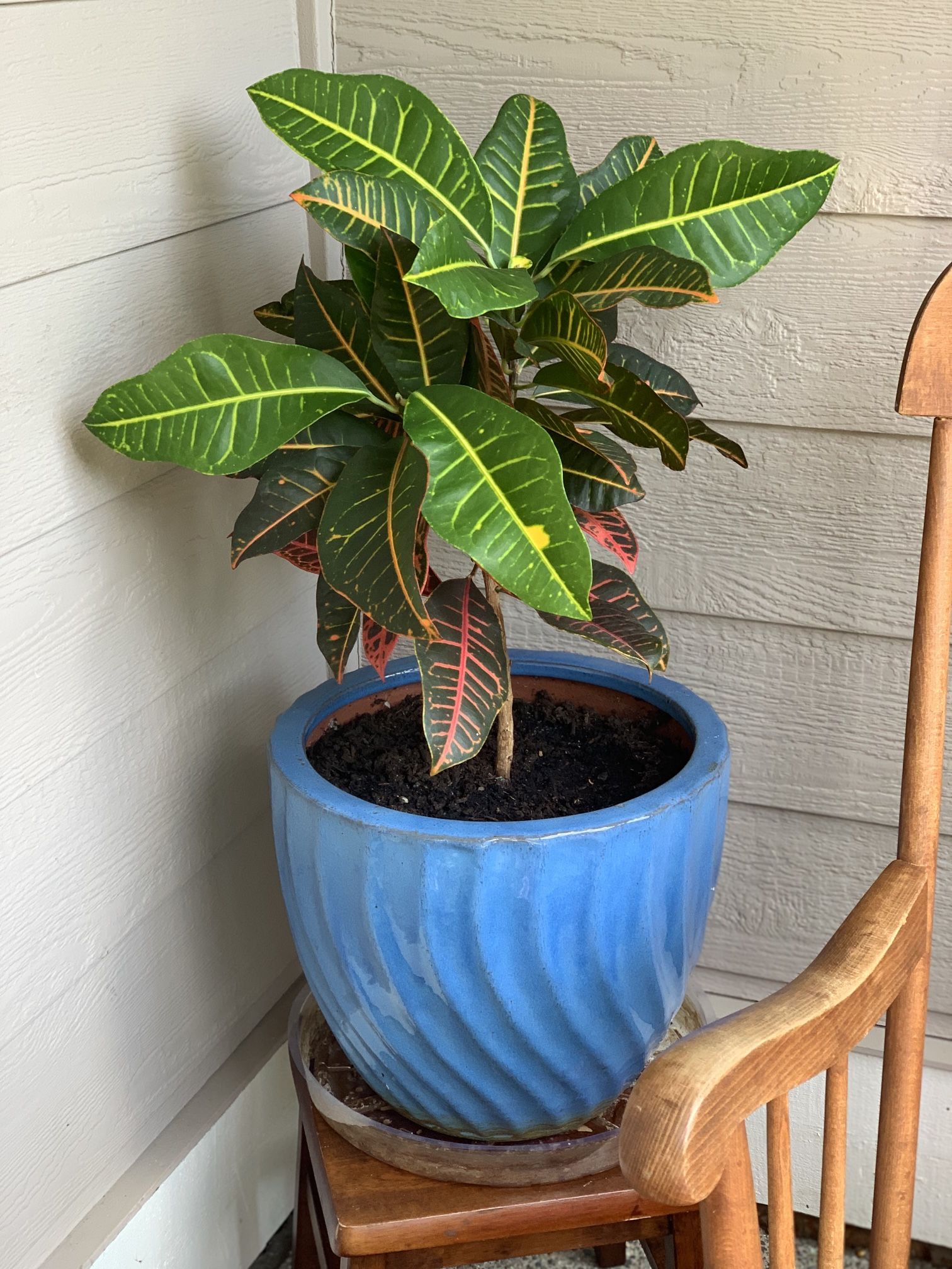 Indoor/outdoor Live Plant