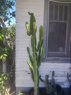 Euphorbia Cactus succulent