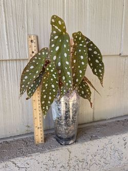 Begonia Maculata Wightii Plant