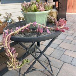 Outdoor plants 