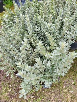 Silver Buttonwood 3g