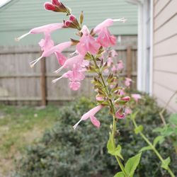 Scarlett Sage Butterfly Plants