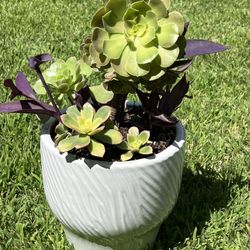 Beautifully Potted Succulent 