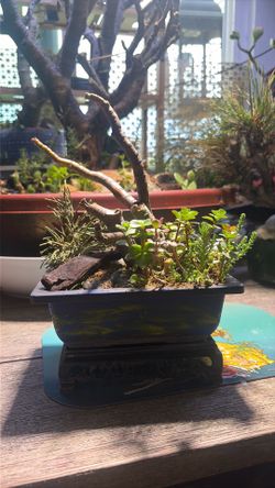 HAND PAINTED arrangements bonsai