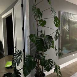 Free Monstera Plant. 9 Ft Tall