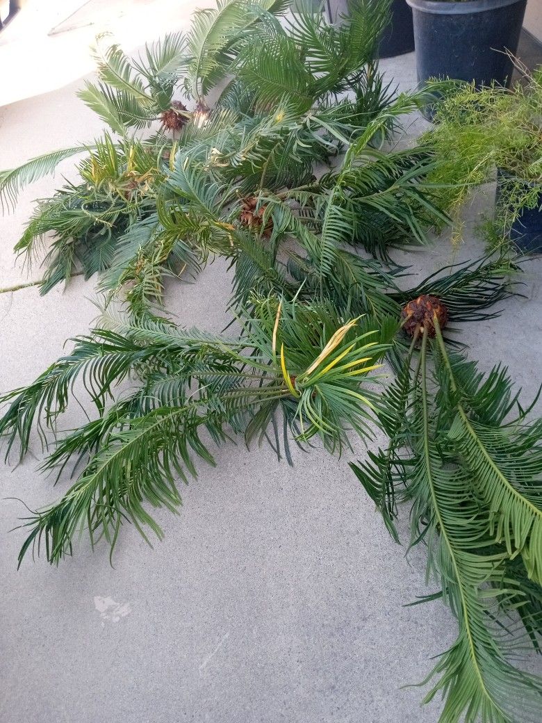 palmas recién cortadas diferentes  precios