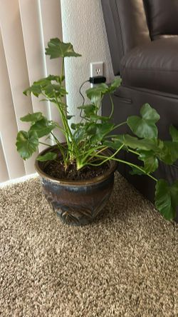 Pothos plant + philodendron Plant