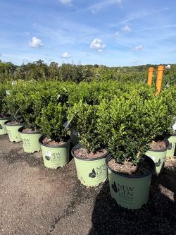 NewGen Boxwoods