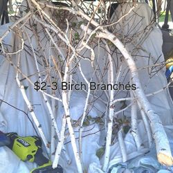 Fresh Cut Birch Tree Branches
