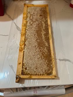 Fresh honeycomb frames honey
