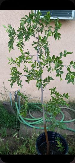 2 Sweet jujube apple tree 4 ft tall and a 3 ft tall $60 each