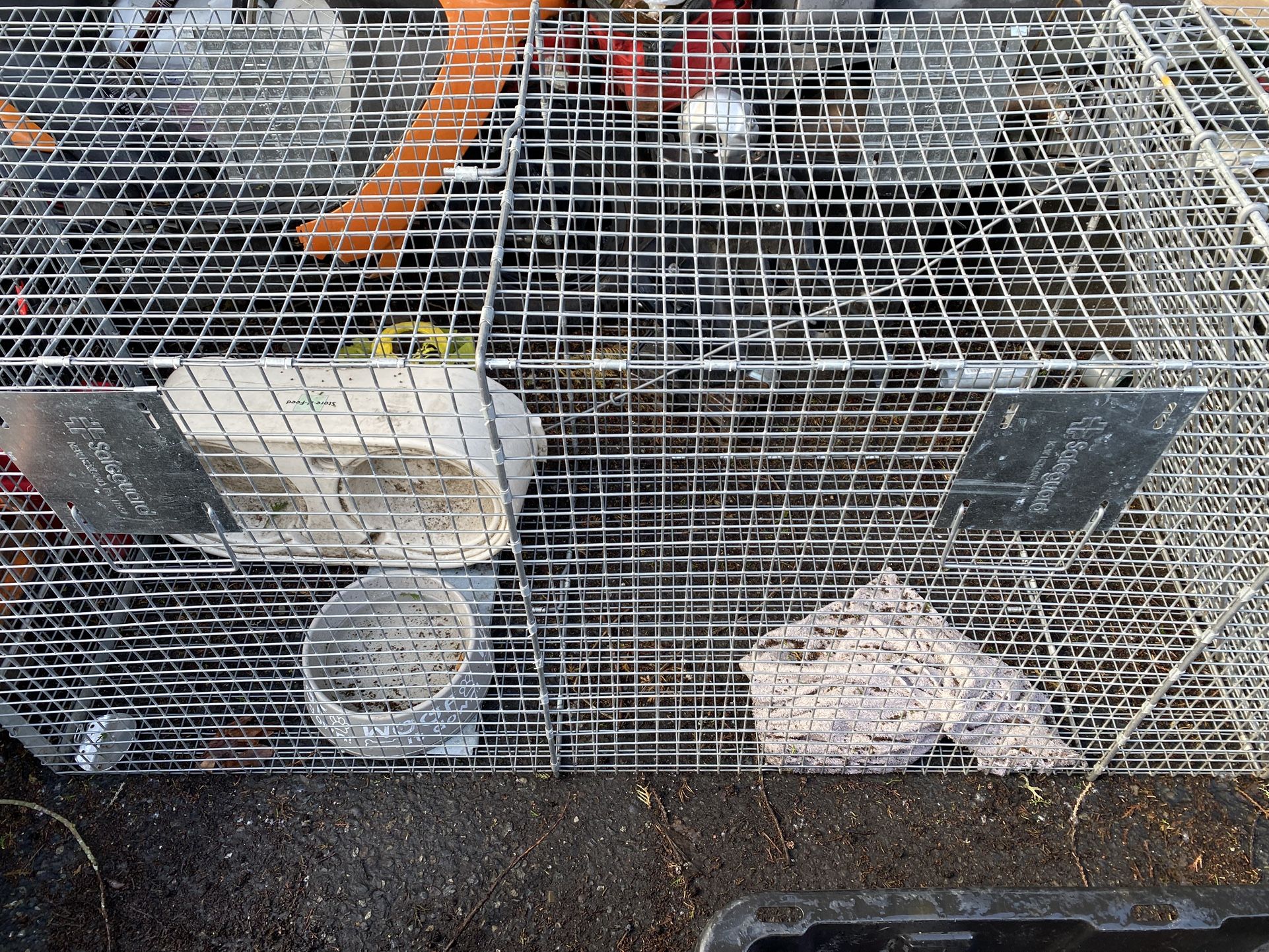 Large Animal Trap