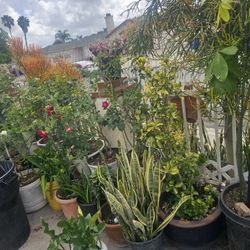 Plants 