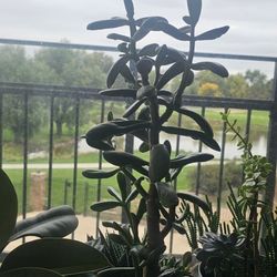 Jade Plant 