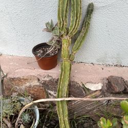 Some type of cactus about 3.5 Ft