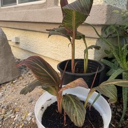 Canna Lily Plants 