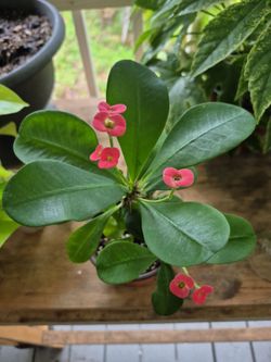 Red Crown Of Thorn Plant