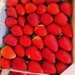 Fresas Frescas