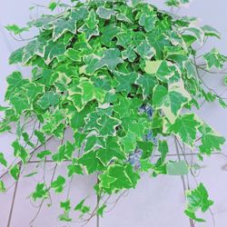 English Ivy Plants - 8” Nursery Container 