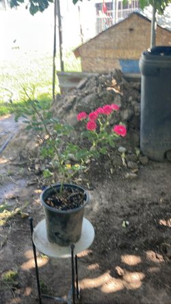 Planta de Rosa Chiquita