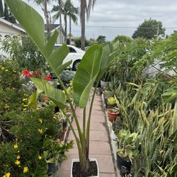 Bird Of Paradise