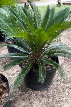 Sago Palm