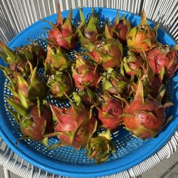 Dragon Fruit - Purple Flesh, Picked 7-5-26