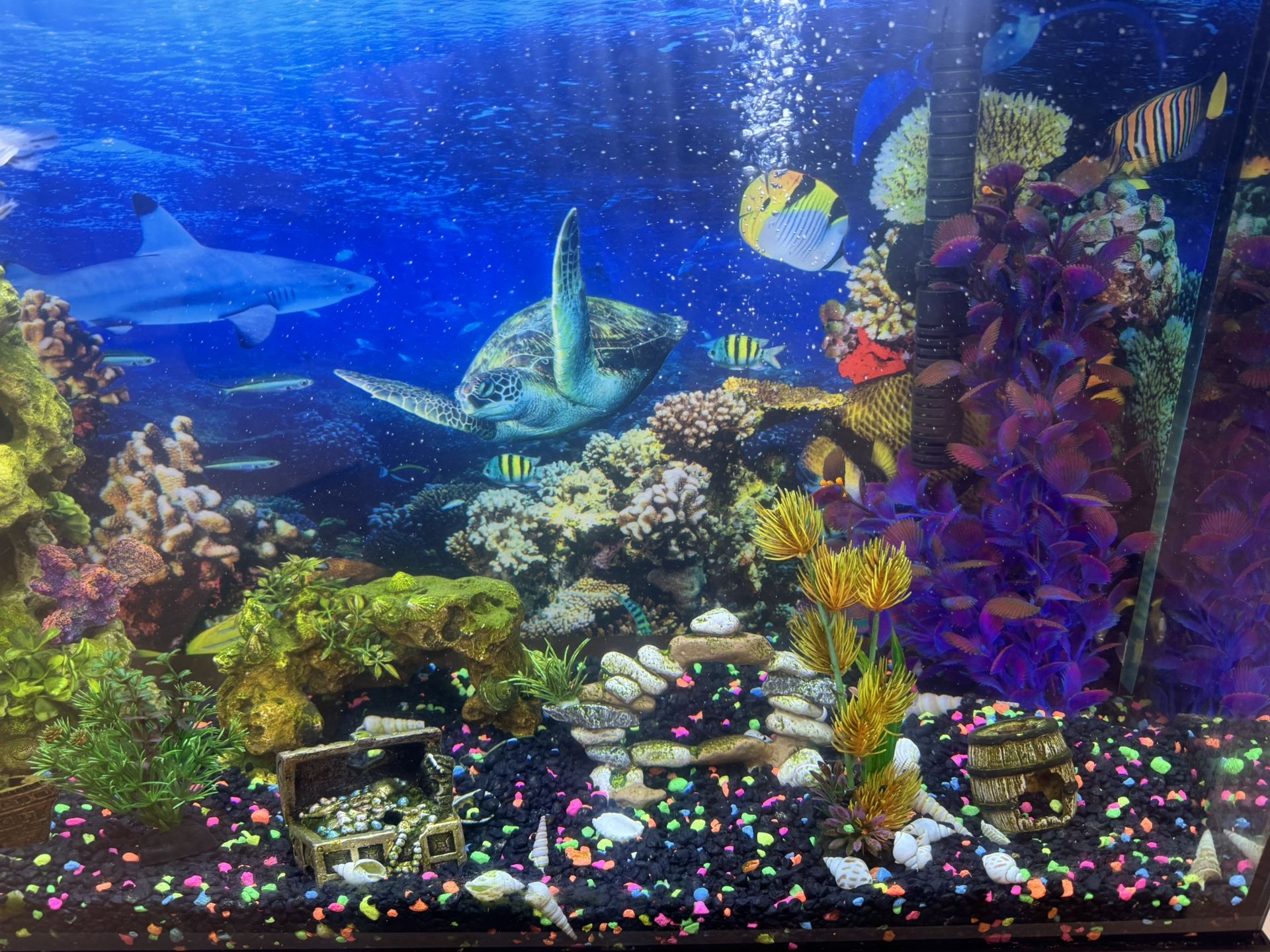 Fish Tank