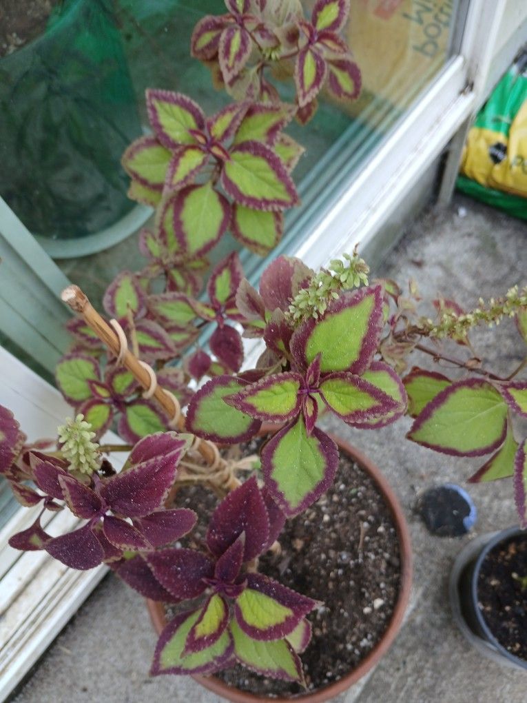 Cute And Healthy Plant.