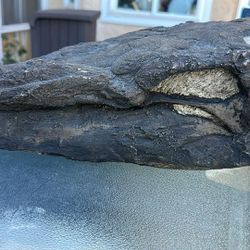 Large Fossilized Stegosaurus Skull Replica Cast